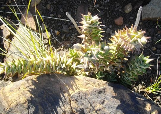 Astroloba foliolosa budding