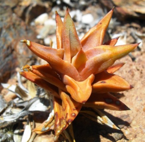 Astroloba rubriflora