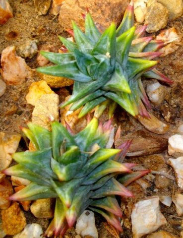 Astroloba rubriflora green leaves