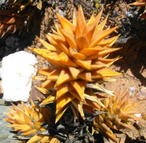 Astroloba smutsiana