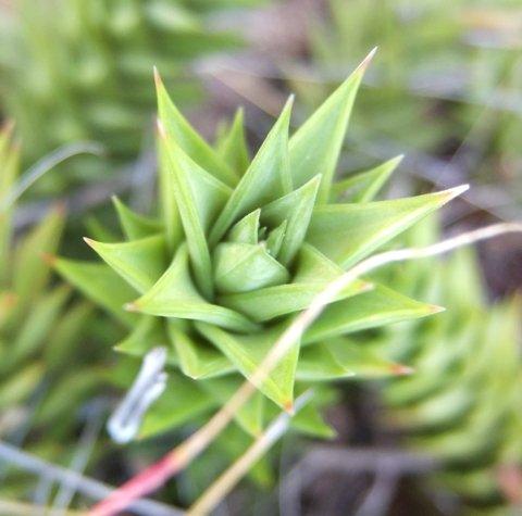 Astroloba smutsiana stem-tip