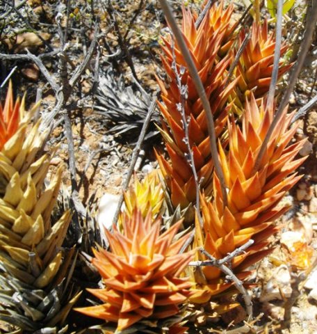 Astroloba spiralis