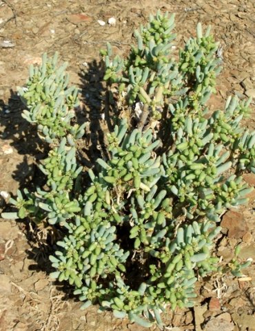 Augea capensis