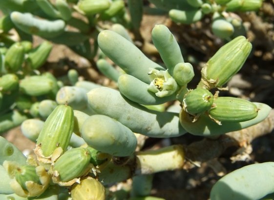 Augea capensis leaves