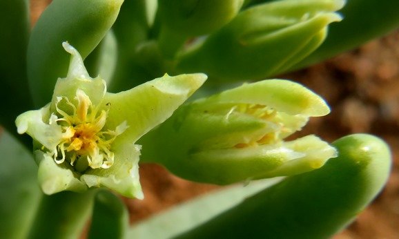 Augea capensis flowering stages