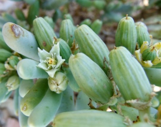 Augea capensis flower and fruit