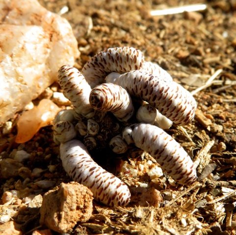 Avonia albissima known as gansmis