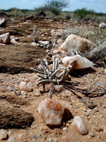 Avonia albissima in habitat