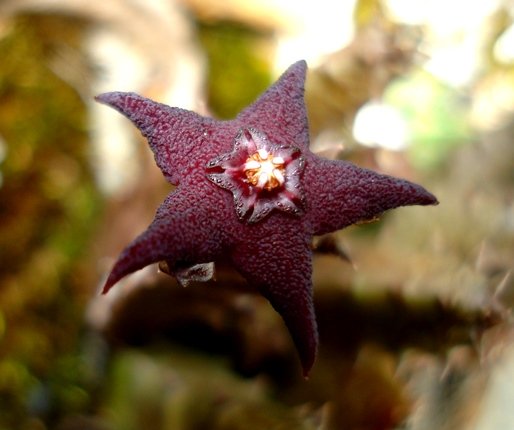 Australluma ubomboensis