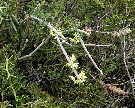 Carissa bispinosa hosting a Crassula and a Cynanchum