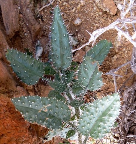 Codon royenii leaves