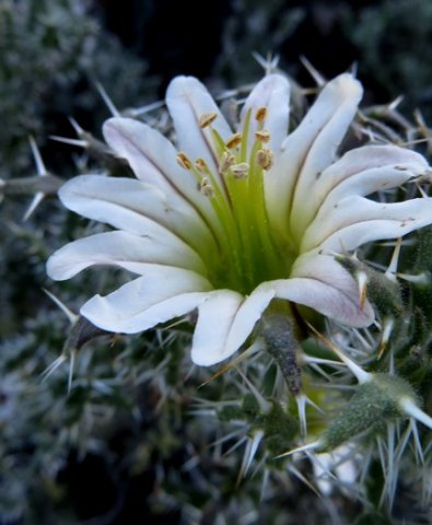 Codon royenii flower