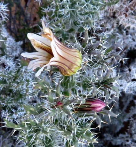 Codon royenii flower beginning and end