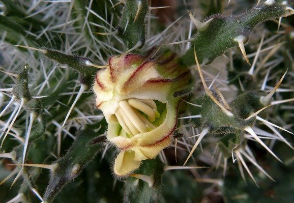 Codon royenii floral snarl