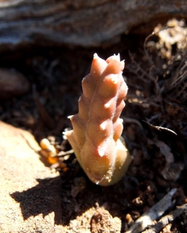 Duvalia caespitosa, a gortjie 