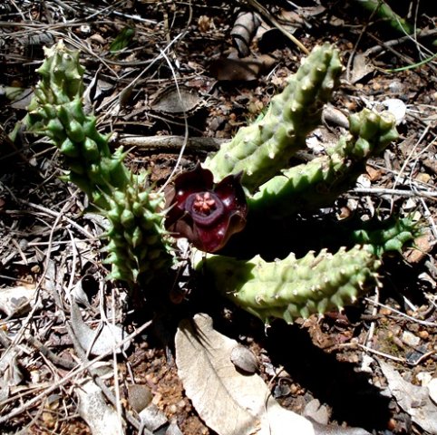 Duvalia polita