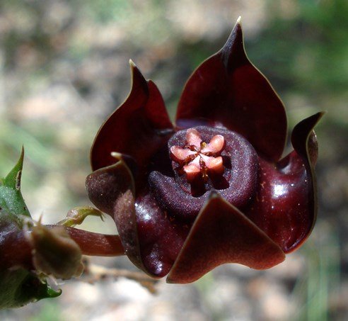 Duvalia polita flower