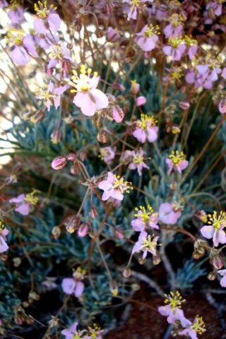 Kewa salsoloides