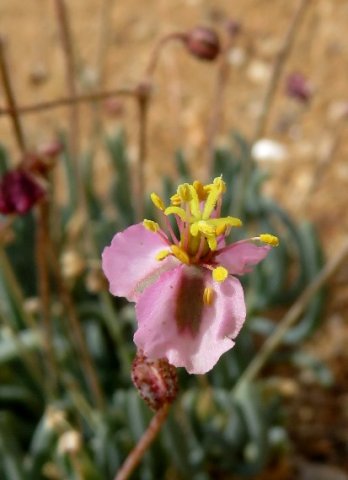 Kewa salsoloides flower