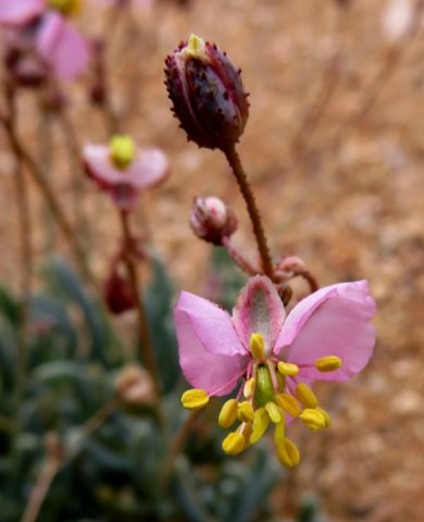 Kewa salsoloides bud and flower