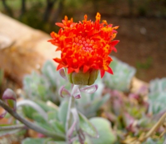 Kleinia fulgens starting to open