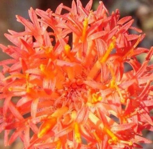 Kleinia stapeliiformis flowerhead