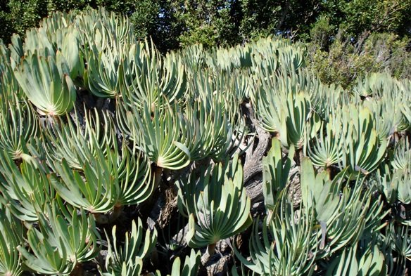 Kumara plicatilis leaves