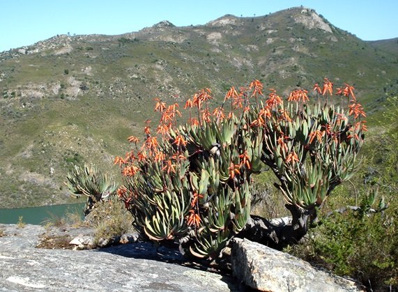 Kumara plicatilis
