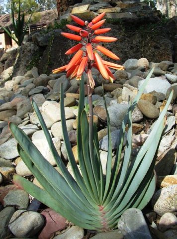 Kumara plicatilis flowering in Australia