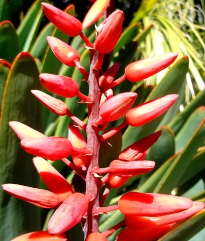 Kumara plicatilis buds