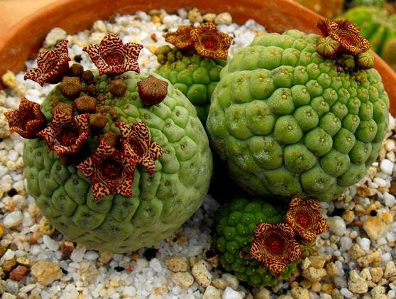 Larryleachia cactiformis in the lap of luxury