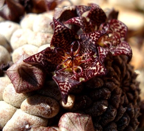 Larryleachia marlothii flower