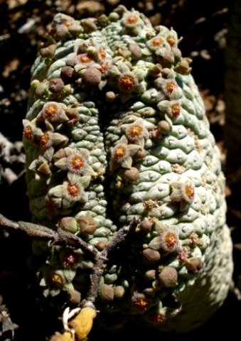 Larryleachia perlata stem