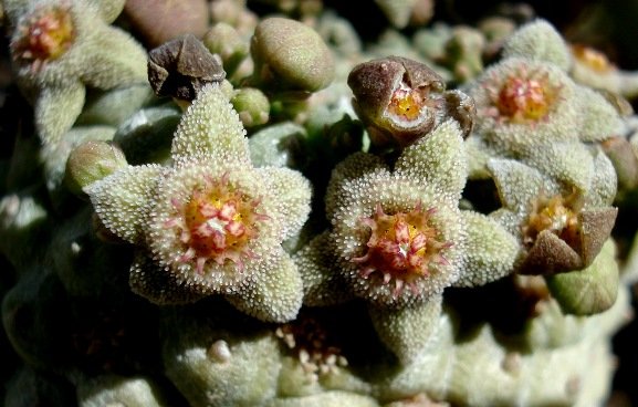 Larryleachia perlata flowers