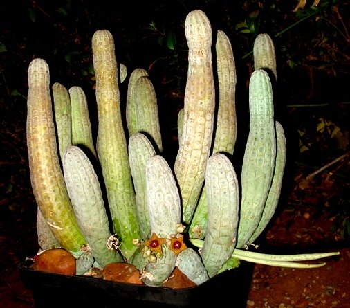 Lavrania haagnerae