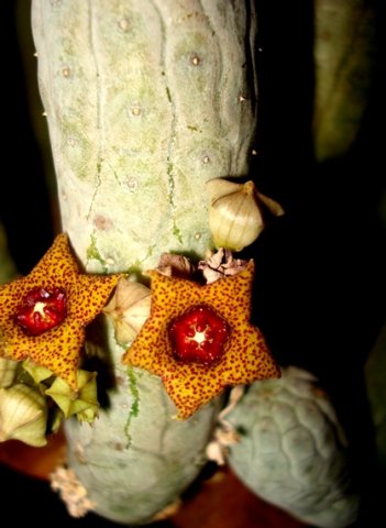 Lavrania haagnerae buds and flowers