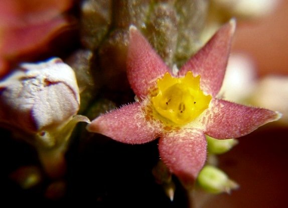 Notechidnopsis tessellata