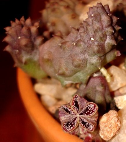Pectinaria articulata