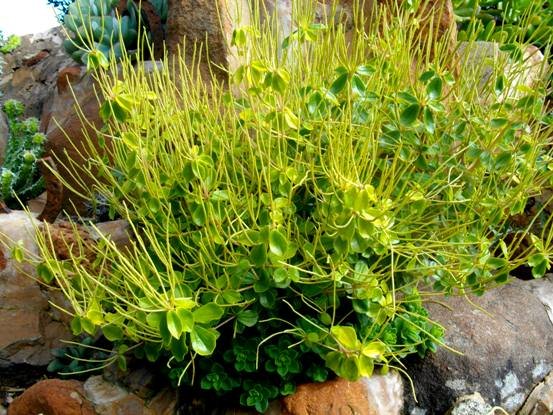 Peperomia blanda long spikes