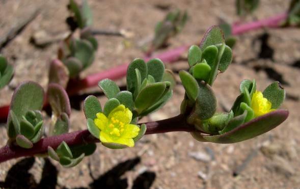 Portulaca oleracea, an exotic