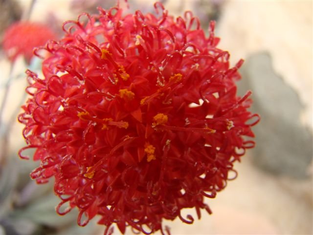 Kleinia fulgens flowerhead