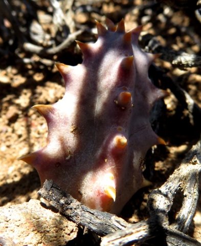 Stapeliopsis saxatilis stem