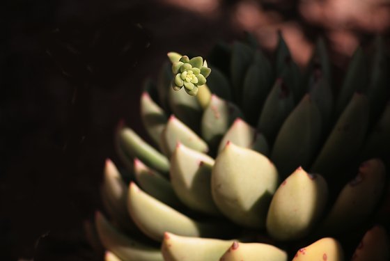 Succulent rosette