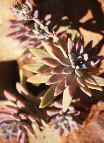 Succulent rosette