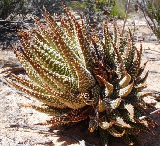 Tulista pumila, previously Haworthia