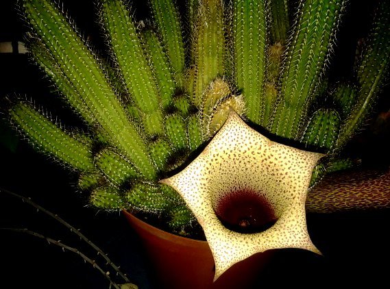 Tavaresia barklyi