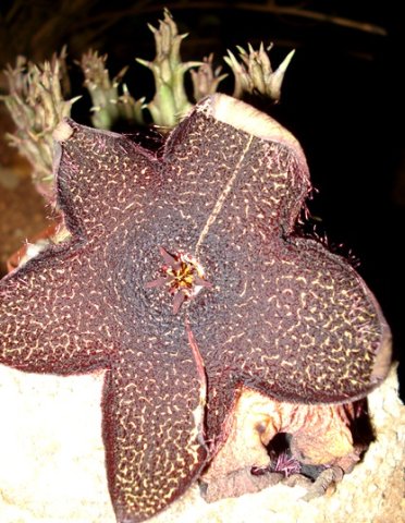 Tridentea gemmiflora