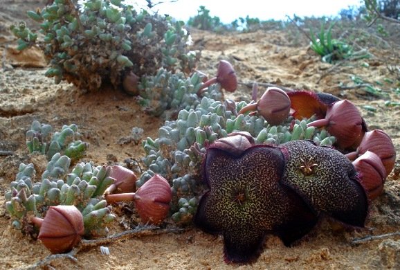 Tridentea pachyrrhiza