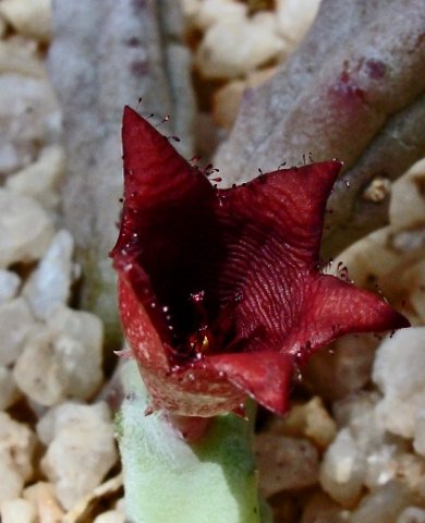 Tromotriche baylissii