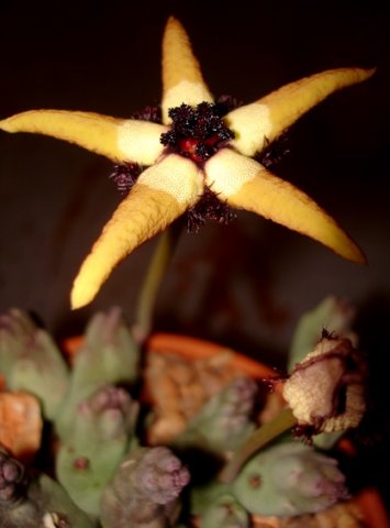 Tromotriche pedunculata subsp. pedunculata